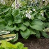 Hosta X Royal Crest Plantain Lily