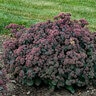 Sedum X Spellbound Autumn Stonecrop