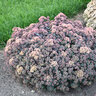 Sedum X Spellbound Autumn Stonecrop