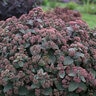 Sedum X Spellbound Autumn Stonecrop