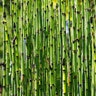 Equisetum Praealtum Tall Scouring Rush