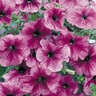 Petunia x hybrida Daddy Sugar Single Grandiflora Petunia