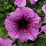 Petunia x hybrida Daddy Sugar Single Grandiflora Petunia