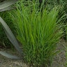 Panicum Virgatum Hanse Herms Red Switch Grass