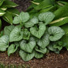 Brunnera Macrophylla Frostbite Siberian Bugloss