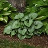 Brunnera Macrophylla Frostbite Siberian Bugloss
