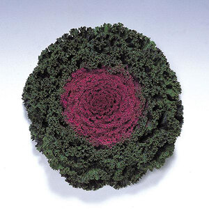 Brassica Oleracea Kamome Red Ornamental Kale
