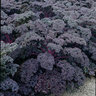 Brassica Oleracea var. Acephala Redbor Ornamental Kale