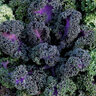 Brassica Oleracea Yokohama Red Ornamental Kale