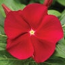 Catharanthus roseus Cora Red Proven Winners Vinca