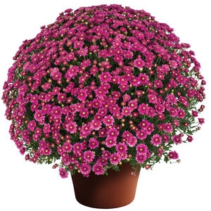 Chrysanthemum X Hybrida Pink Hardy Garden Mum