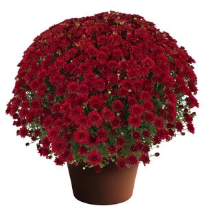Chrysanthemum X Hybrida Red Hardy Garden Mum