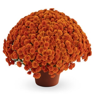 Chrysanthemum X Hybrida Bronze Hardy Garden Mum