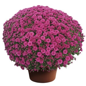 Chrysanthemum X Hybrida Purple Hardy Garden Mum