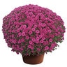 Chrysanthemum X Hybrida Purple Hardy Garden Mum