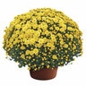 Chrysanthemum X Hybrida Yellow Hardy Garden Mum