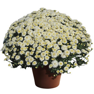 Chrysanthemum X Hybrida White Hardy Garden Mum