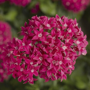 Pentas Lanceolata Lipstick Eqyptian Star Flower