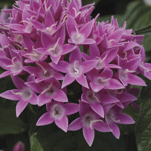 Pentas Lanceolata Pink Egyptian Star Flower