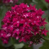 Pentas Lanceolata Rose Egyptian Star Flower