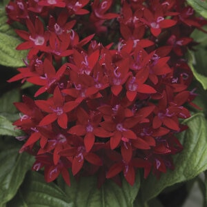 Pentas Lanceolata Red Egyptian Star Flower