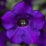 Petunia X Hybrida Multiflora Blue Petunia