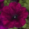 Petunia X Hybrida Multiflora Burgundy Petunia