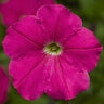 Petunia X Hybrida Multiflora Rose Petunia