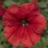 Petunia X Hybrida Multiflora Red Petunia