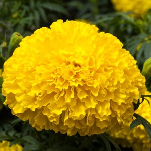 Tagetes Erecta Yellow African Marigold