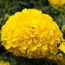 Tagetes Erecta Yellow African Marigold