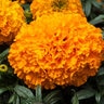 Tagetes Erecta Orange African Marigold
