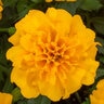 Tagetes Patula Gold French Marigold