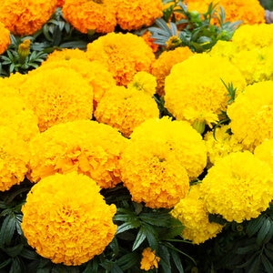 Tagetes Erecta Mixture African Marigold