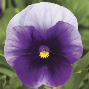 Viola Cornuta Beaconsfield Horned Violet