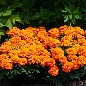 Tagetes Patula Orange French Marigold