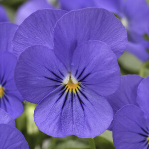 Viola Cornuta Blue Horned Violet