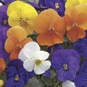 Viola Cornuta Mixture Horned Violet