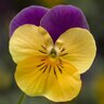 Viola Cornuta Orange Jump Up Horned Violet