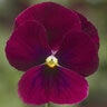 Viola Cornuta Rose Blotch Horned Violet