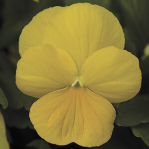 Viola Cornuta Yellow Horned Violet