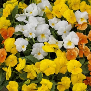 Viola X Hybrida ColorMax Citrus Mixture Large-Flowered Viola