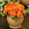Viola X Hybrida ColorMax Clear Orange Large-Flowered Viola
