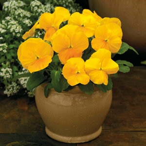 Viola X Hybrida ColorMax Clear Yellow Large-Flowered Viola