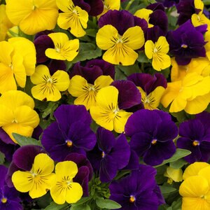 Viola X Hybrida ColorMax Royal Mixture Large-Flowered Viola