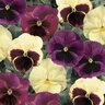 Viola X Wittrockiana Apple Cider Mixture Pansy