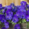 Viola X Wittrockiana Cool Wave Blue Spreading Pansy