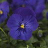 Viola X Wittrockiana Cool Wave Blue Spreading Pansy