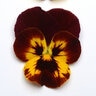 Viola X Wittrockiana Cool Wave Fire Spreading Pansy