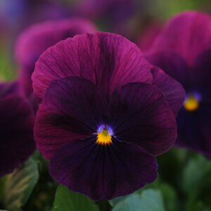 Viola x wittrockiana Cool Wave Purple Spreading Pansy 10 Count Flat
